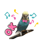 インコのカイとピーちゃん！一言（個別スタンプ：2）