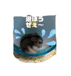 インコのカイとピーちゃん！一言（個別スタンプ：4）
