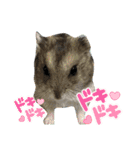 インコのカイとピーちゃん！一言（個別スタンプ：6）