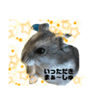 インコのカイとピーちゃん！一言（個別スタンプ：7）