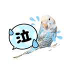 インコのカイとピーちゃん！一言（個別スタンプ：10）