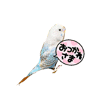 インコのカイとピーちゃん！一言（個別スタンプ：11）