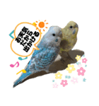 インコのカイとピーちゃん！一言（個別スタンプ：12）