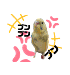 インコのカイとピーちゃん！一言（個別スタンプ：13）