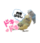 インコのカイとピーちゃん！一言（個別スタンプ：14）