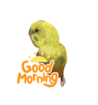 インコのカイとピーちゃん！一言（個別スタンプ：15）