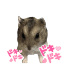 かいちゃん、ピーちゃん、はぁ〜くん！（個別スタンプ：6）