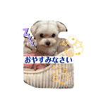 マルチーズの女の子萌5歳。（個別スタンプ：12）