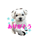 マルチーズの女の子萌5歳。（個別スタンプ：14）
