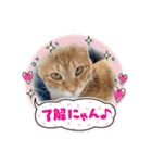 ネコチャコ（個別スタンプ：2）