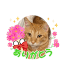 ネコチャコ（個別スタンプ：10）