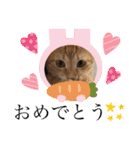 ネコチャコ（個別スタンプ：11）