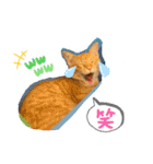 ネコチャコ（個別スタンプ：15）