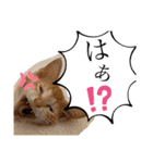 ネコチャコ（個別スタンプ：16）