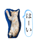 ネコチャコ（個別スタンプ：17）