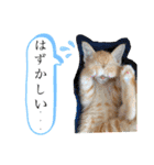 ネコチャコ（個別スタンプ：18）