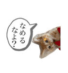 ネコチャコ（個別スタンプ：19）