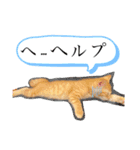 ネコチャコ（個別スタンプ：20）