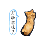 ネコチャコ（個別スタンプ：22）
