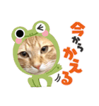 ネコチャコ（個別スタンプ：23）
