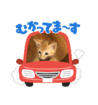 ネコチャコ（個別スタンプ：25）