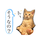 ネコチャコ（個別スタンプ：27）
