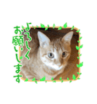 ネコチャコ（個別スタンプ：29）