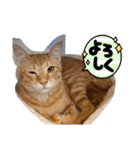 ネコチャコ（個別スタンプ：30）