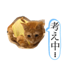 ネコチャコ（個別スタンプ：33）
