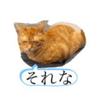 ネコチャコ（個別スタンプ：37）