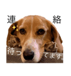 バセコギのケリーくん(お仕事と推しごと編)（個別スタンプ：1）