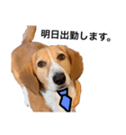 バセコギのケリーくん(お仕事と推しごと編)（個別スタンプ：3）