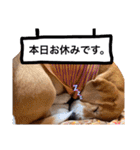 バセコギのケリーくん(お仕事と推しごと編)（個別スタンプ：4）