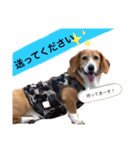 バセコギのケリーくん(お仕事と推しごと編)（個別スタンプ：8）