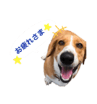 バセコギのケリーくん(お仕事と推しごと編)（個別スタンプ：10）