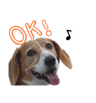バセコギのケリーくん(お仕事と推しごと編)（個別スタンプ：11）