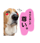 バセコギのケリーくん(お仕事と推しごと編)（個別スタンプ：13）