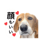 バセコギのケリーくん(お仕事と推しごと編)（個別スタンプ：14）