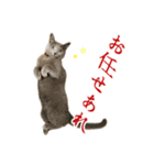 燃えよ猫（個別スタンプ：8）