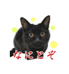 燃えよ猫（個別スタンプ：12）