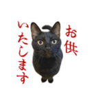 燃えよ猫（個別スタンプ：17）