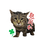 燃えよ猫（個別スタンプ：19）