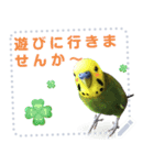 インコのささやき（個別スタンプ：1）