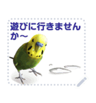 インコのささやき（個別スタンプ：2）