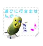 インコのささやき（個別スタンプ：5）