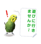 インコのささやき（個別スタンプ：6）