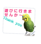 インコのささやき（個別スタンプ：7）