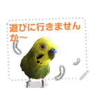 インコのささやき（個別スタンプ：9）