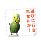 インコのささやき（個別スタンプ：10）