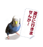 インコのささやき（個別スタンプ：15）